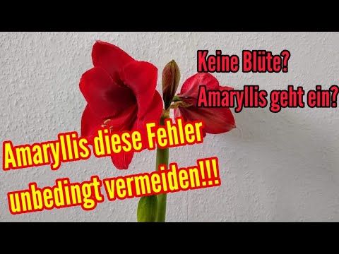 Amaryllis die 4 häufigsten Fehler bei der Pflege vom Ritterstern Amaryllis