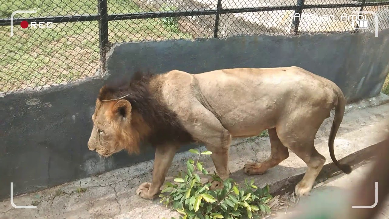 lion safari chennai zoo