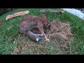 Baby Bunnies Leave the Nest - backyardXplor