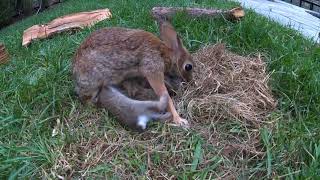 Baby Bunnies Leave the Nest - backyardXplor Wealth
