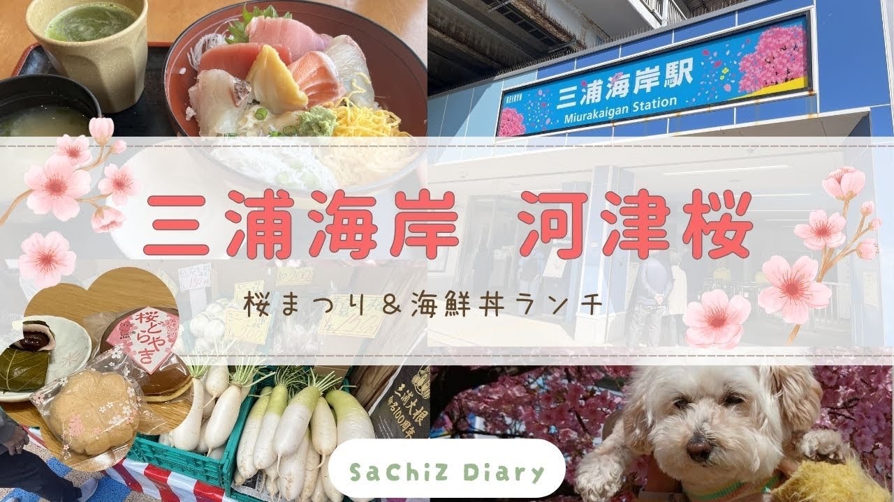 わんことお出かけ ꒰ ՞•ﻌ•՞ ꒱ฅ ෆ ̖́ -‬  三浦海岸 河津桜まつり＆海鮮丼ランチ