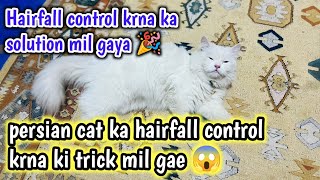 Discover the Secret to Controlling Persian Cat Hairfall  | Persian cat hairfall reason & solution