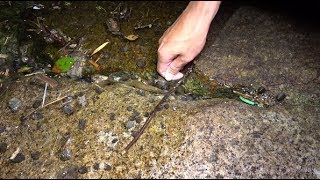 竿も糸もなし？針だけで珍魚を大量に釣りあげる。