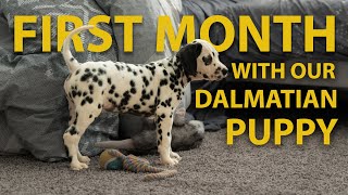 First Month with our Dalmatian Puppy