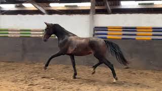 3yo KWPN Harness mare by Magnifiek fresh from the pasture