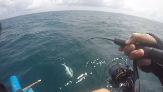 MENCARI TENGGIRI NAIK GT KEPULAUAN SERIBU