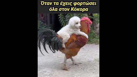 Funny animals video (Τα φορτώνω στον κόκκορα!) #funny #pets #comedy #funnyshorts #γέλιο #shorts