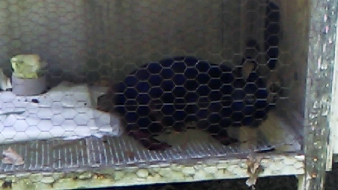 My new rabbit Sage YouTube