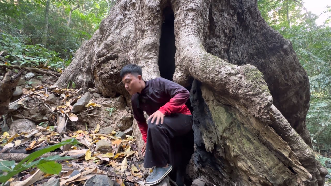 เข้าป่าสำรวจโพรงไม้โบราณ! อายุ 1000 ปี โพรงใหญ่มาก! ด้านในเจอตัวประหลาด?