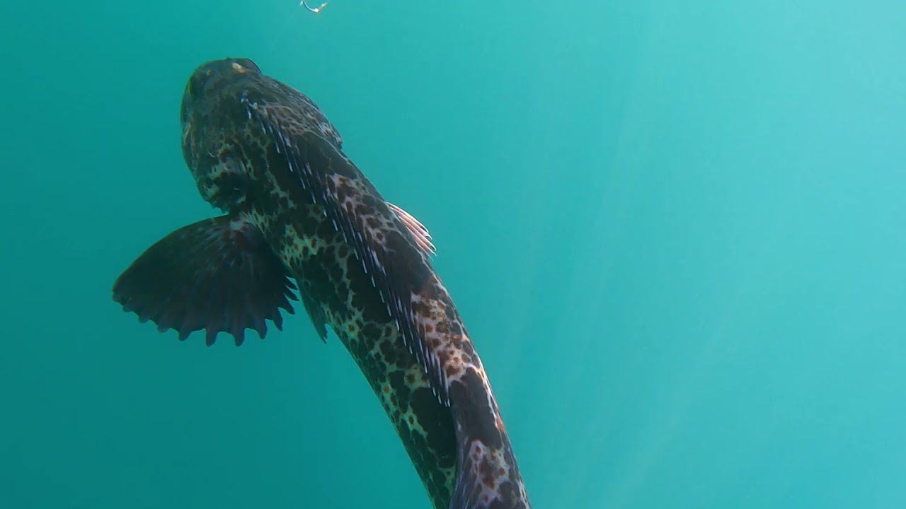 25-30in Lingcod Cape Mendocino