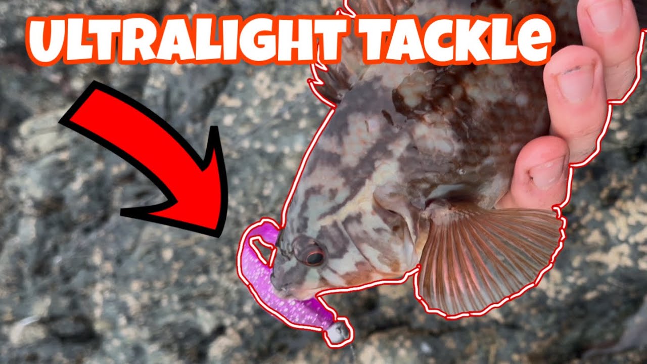 Exploring the UK Coast with Ultralight Tackle — What Can You Catch?