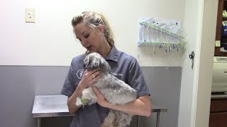 A Dog Fight Left Him Badly Injured!