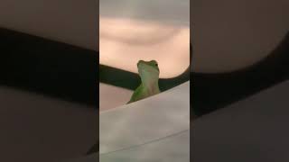 Lizard resembles Donald Trump #funny #animal #hah #lol #lookalike #humor #comedy #relax #lizard #heh