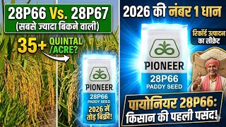 2026 की सुपरहिट धान वैरायटी 🔥 Pioneer 28P66 | माहू और झुलसा रोग में दमदार✅✅