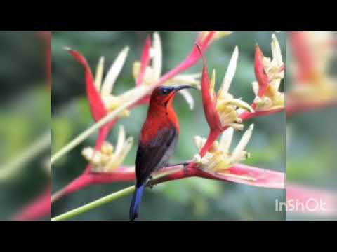 1 JAM SEPAH RAJA//MASTERAN MURAI BATU AMPUH