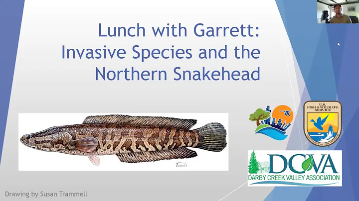 Darby Creek Watershed 101: Invasive Species and the Northern Snakehead
