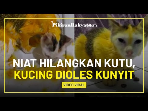 Video: Bubuk Putih Pada Daun Lilac - Mencegah Jamur Jamur Tepung Lilac