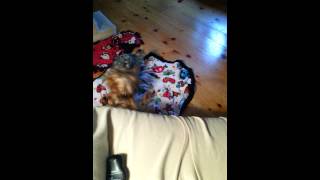 Lola Attacks From The Side