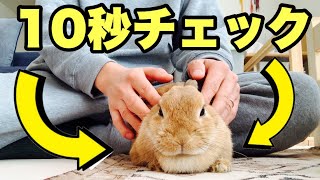 喋る 10秒で出来るうさぎの肥満度チェックをした結果 No 1118 Youtube 喋る 10秒で出来るうさぎの肥満度チェックをした結果 No 1118 Youtube