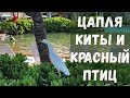 ЦАПЛЯ, КИТЫ и КРАСНЫЙ ПТИЦ. Остров Мауи, Гавайи