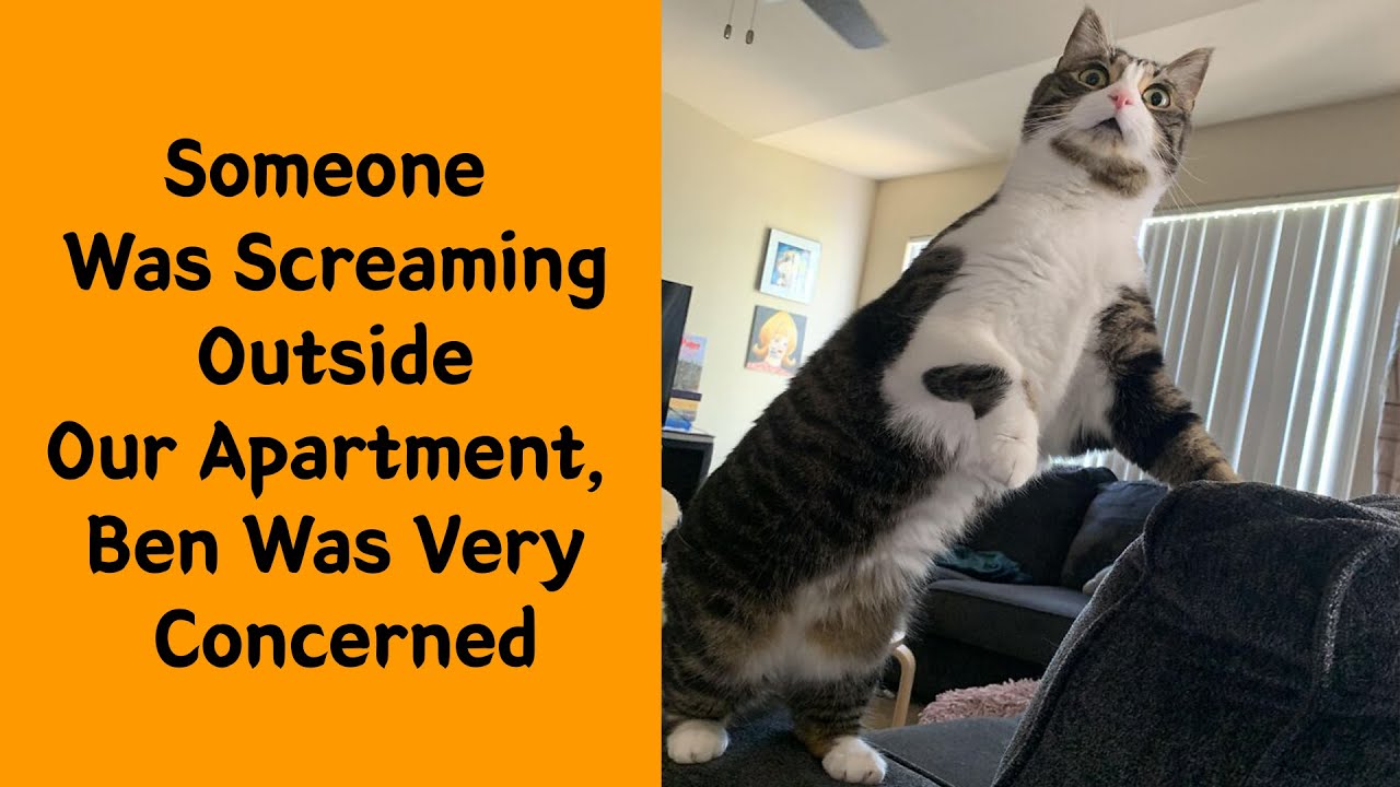Concerned Cat