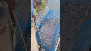 Amazing Lots Of Native Fish Caught From River #bdfish #bigfish #fishing #fishvideo