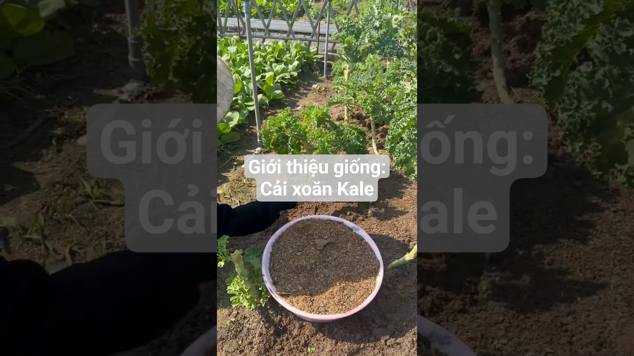 Giới thiệu giống: Cải kale trồng được quanh năm - Rạng Đông Seeds #hagiongrangdong #rangdongseeds