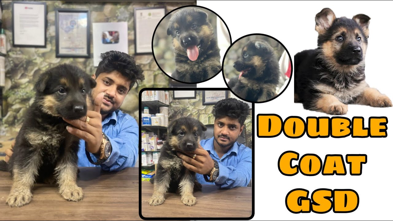 Pet Care – Double Coat GSD.Handling long coat puppies and dogs during summer season.call 9140752208