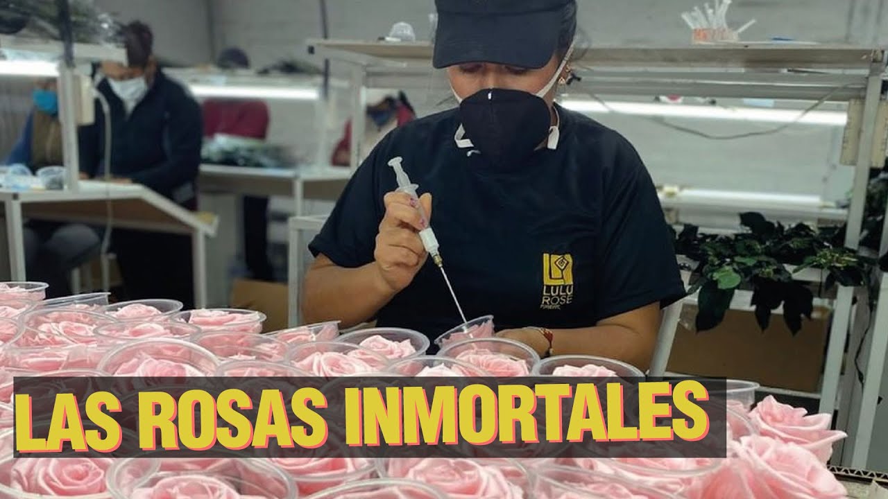 ¿Cómo hacer FLORES ETERNAS? - Las Rosas Inmortales