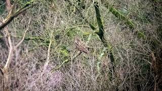 WOODY'S ADVENTURES owlspotting by Border Terrier Tube (BTT) 352 views 4 months ago 6 minutes, 5 seconds