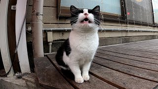 これぞ招き猫!串カツ屋さんの前にいた猫が可愛すぎる