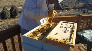 Late winter hive inspection of a double nuc box.
