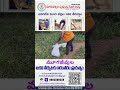 మూగజీవులు ఆకలి తీరుద్దాం 🙏 #Shorts #trending #viral #video #humanity #monkey #banana #food #life