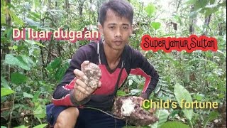 Super di luar Duga'an||                 Jamur susu harimau || Cendawan