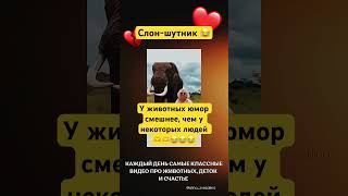 Такой милый-съел шляпку😂#животные #смешно #смешное #юмор #прикол #приколы #слон #лучшее #топ #смех