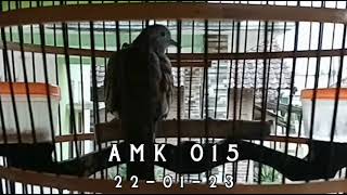 Perkutut Bangkok Jantan Ring Amk Bf 015