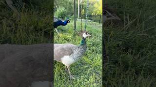 We Found Hidden Peafowl Eggs…
