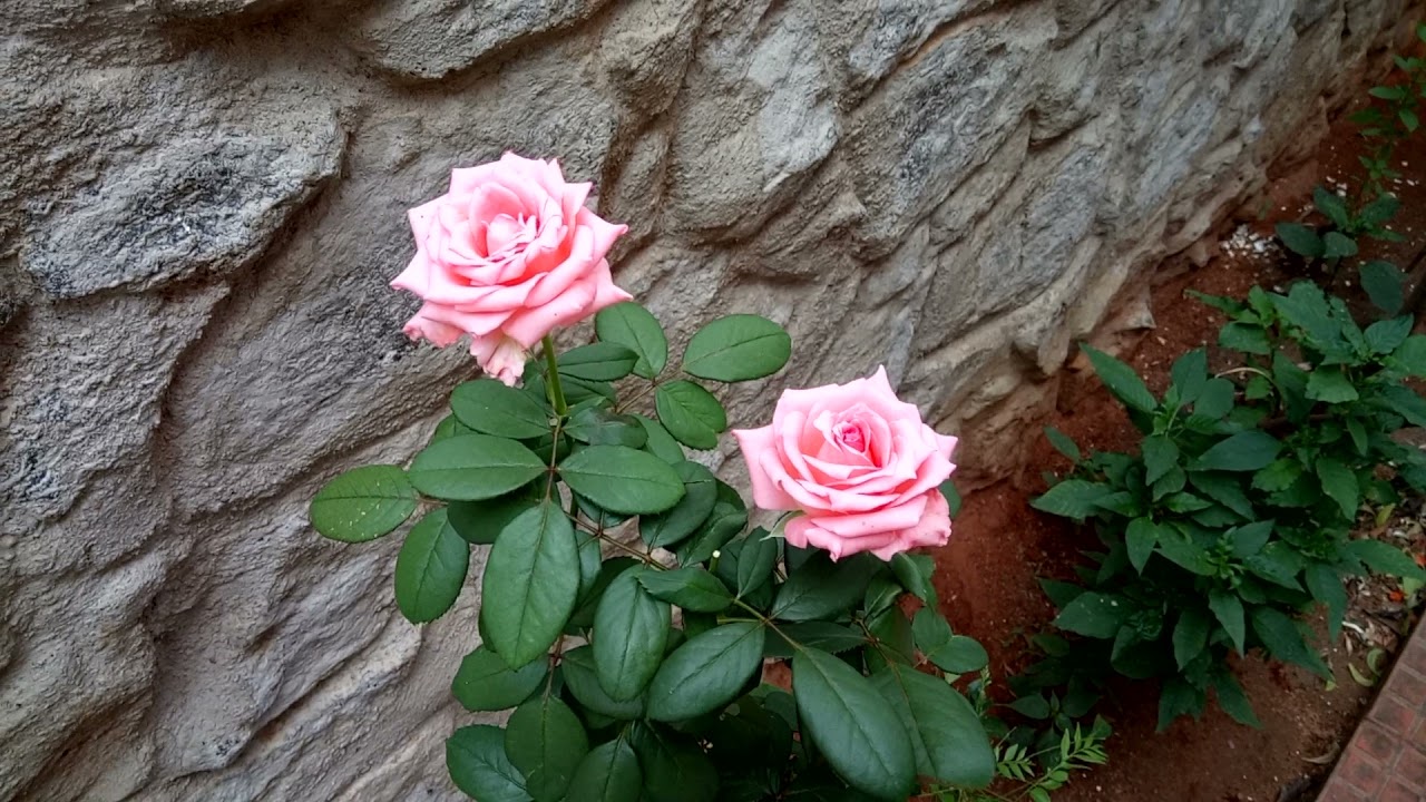 Peach Pink Colour Rose | Flowers | Relaxing Video