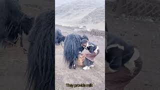 The Animal That Survives Extreme Cold #yaks #mountainlife #tibetan