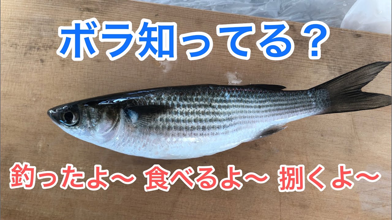 実食 ボラ刺身食べました Youtube 実食 ボラ刺身食べました Youtube
