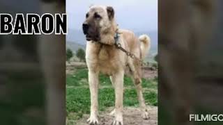 KANGAL İSİMLERİ