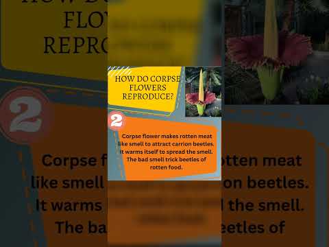 Corpse flower- The
