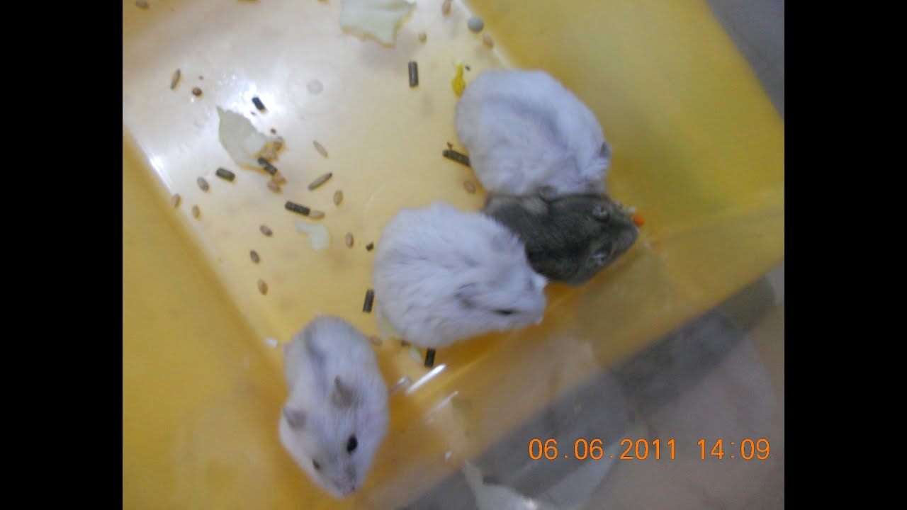 petco hours Winter White hamster 1st batch day 19, 24 and 29 (Last part)