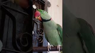 Singing bird ☘️☘️☘️☘️जीव दया 😍😍birds sounds