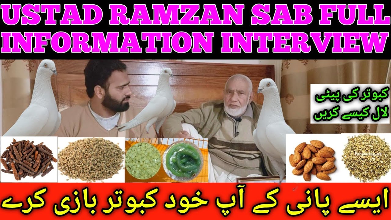 Ustad Razman USTAD RAMZAN SAB INTERVIEW LAJWAB INFORMATION 🕊️🥰 || KABUTAR BAAZ ...