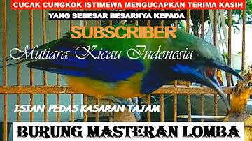 CUCAK CUNGKOK ISTIMEWA ~ ISIAN PEDAS KASARAN TAJAM -  TEMBAKAN ISTIMEWA BURUNG MASTERAN LOMBA