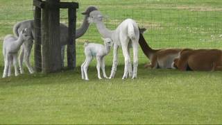 A difficult start for our new cria, Lady Linnhe