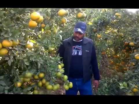 تسميد الموالح لأفضل تزهير وتحجيم ومحصول م أيمن الجمال