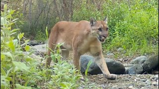 Deep In The Creek In The Angeles National Forest: March 2026 To August 2026