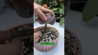 Reproduccion por corte de esta #echeveria #beyonce  #jardin #succulents #macetas #plants #plantar